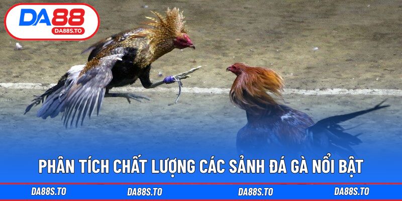Phân tích chất lượng các sảnh đá gà nổi bật